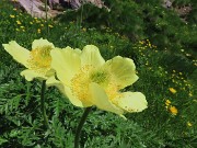 26 Pulsatilla alpina sulphurea (Anemone sulfureo)